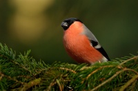 Hyl obecny - Pyrrhula pyrrhula - Eurasian Bullfinch 4726